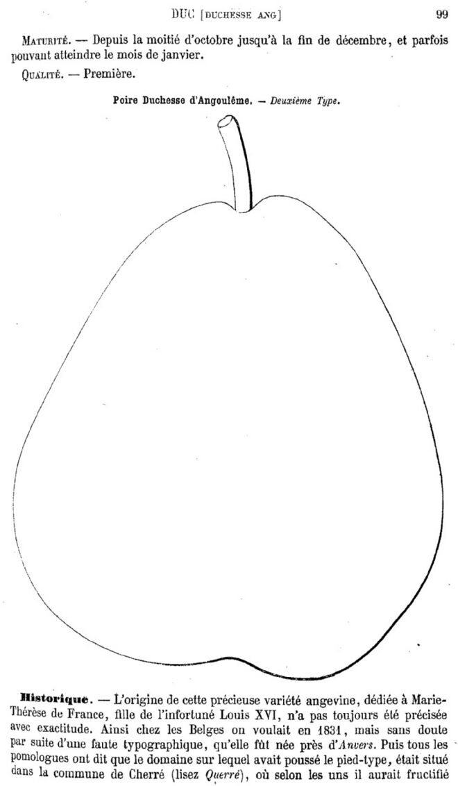 Page 99 du second tome du Dictionnaire de pomologie.