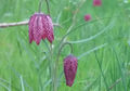 Fritillaire pintade (Gogane)
