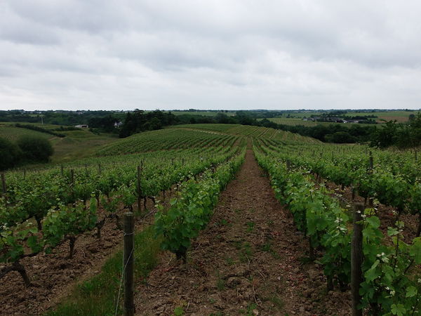 Photographie Rochefort sur Loire - Chaume.