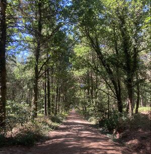 Photographie de la forêt.