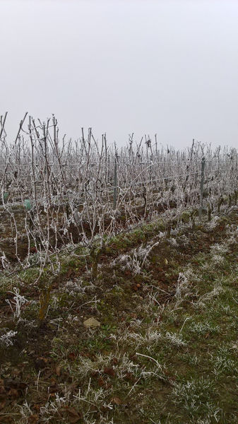 Fichier:Anjou givre 20161231 s.jpg