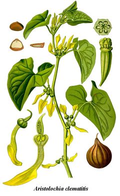 Illustration de l'Aristoloche clématite.