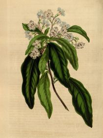 Illustration de la verveine.