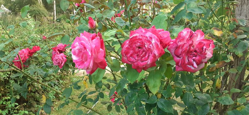 Fichier:Cheminsrose 101206.jpg