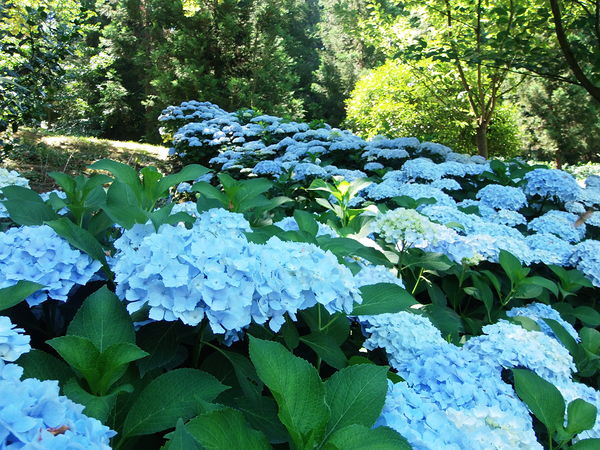 Photographie Parc oriental de Maulévrier.
