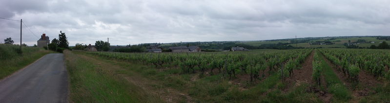 Fichier:Rochefortsurloire chaume-2015a.jpg