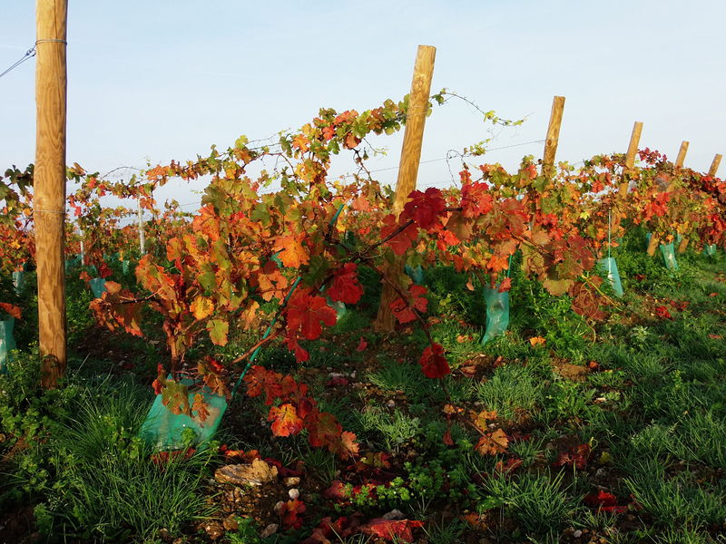 Fichier:Vignes en automne - 2015b.jpg
