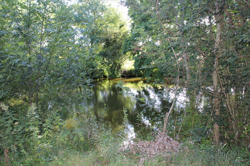 Fichier:Layon saintaubindeluigne - 2017 2330.jpg