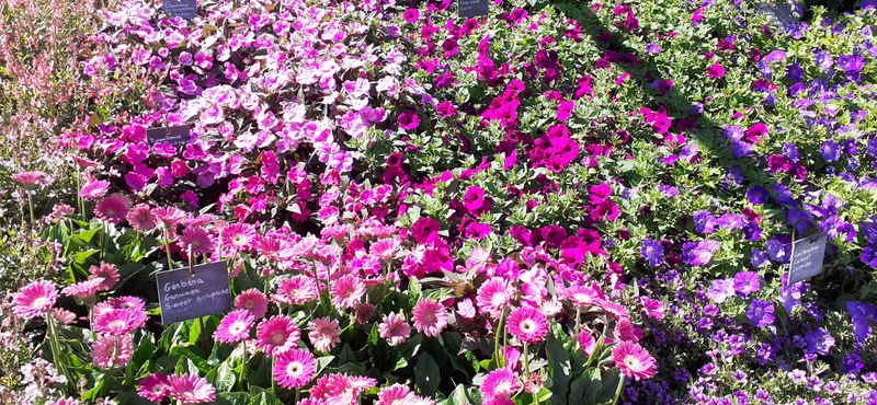 Fichier:Terrabotanica 2020 112458.jpg