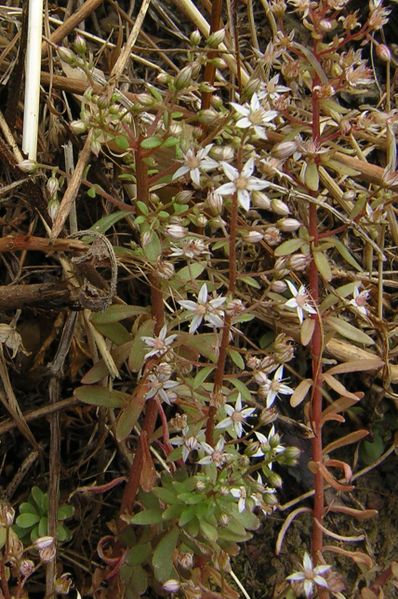 Fichier:Angers sedum cepaea 2005a.jpg