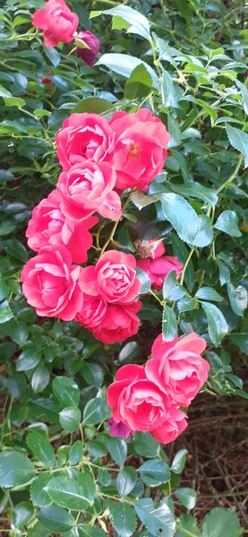 Fichier:Cheminsrose 101551.jpg