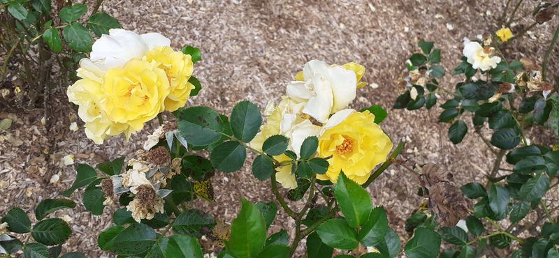 Fichier:Cheminsrose 102920.jpg