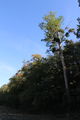 Layon saintaubindeluigne - 2017 2388.jpg