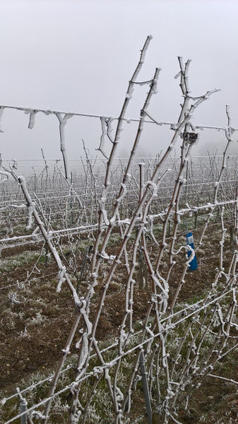 Fichier:Anjou givre 20161231 k.jpg
