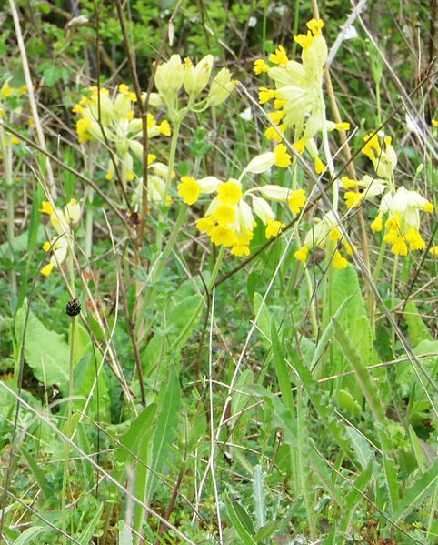 Fichier:Coucou fleur la pommeraye-2014b.jpg