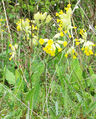 Primevère officinale (Coucou)