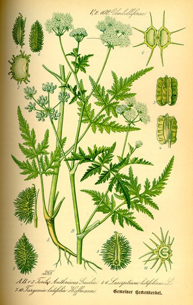 Fichier:Turgenia latifolia 1885 OttoWilhelmThomé.jpg