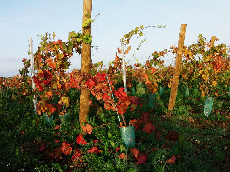 Fichier:Vignes en automne - 2015c.jpg