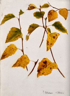 Illustration de l'aulne.