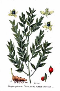 Illustration du fragon.