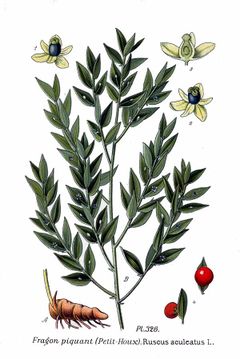 Illustration du fragon.