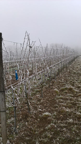 Fichier:Anjou givre 20161231 g.jpg