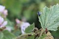 Chemille camifolia 1655.JPG