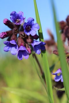Photographie de la fleur.