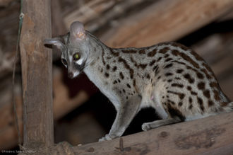 Photographie de l'animal.