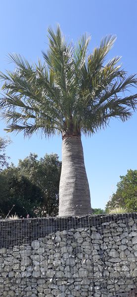 Fichier:Terrabotanica 2020 104908.jpg
