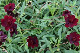 Chemille camifolia 1491.JPG