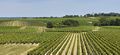 Vignes saintaubin r20-49.jpg