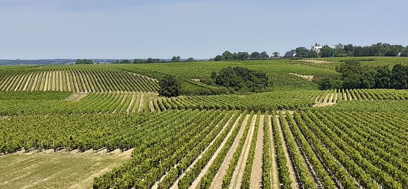 Fichier:Vignes saintaubin r20-49.jpg