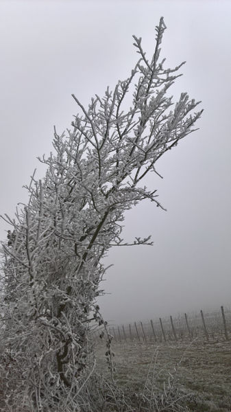 Fichier:Anjou givre 20161231 r.jpg