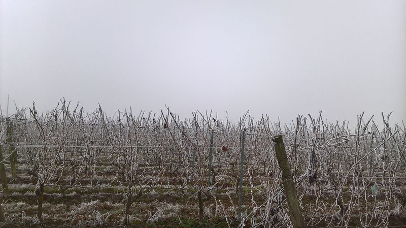 Fichier:Anjou givre 20161231 x.jpg