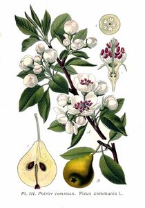 Illustration du poirier.