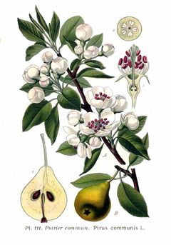 Illustration du poirier.