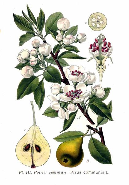 Fichier:Pirus communis l masclef 1891.jpg