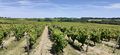 Vignes saintaubin r20-45.jpg