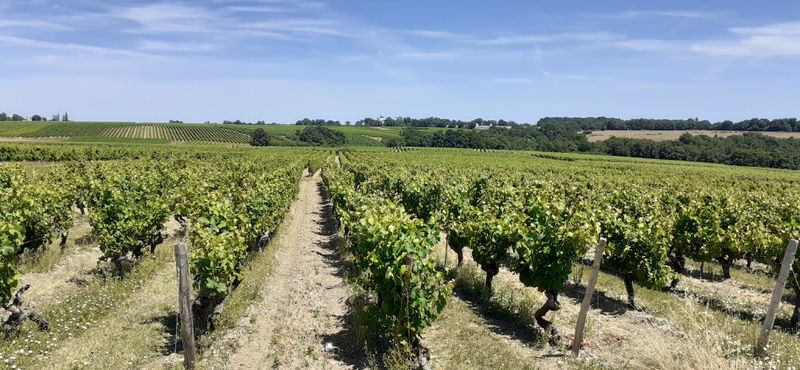 Fichier:Vignes saintaubin r20-45.jpg