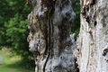 Chemille camifolia 1591.JPG