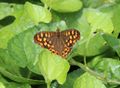 Chemille camifolia 1471d.JPG