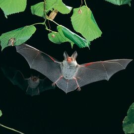 Photographie de l'animal.