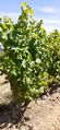 Vigne rochefort r20-36.jpg