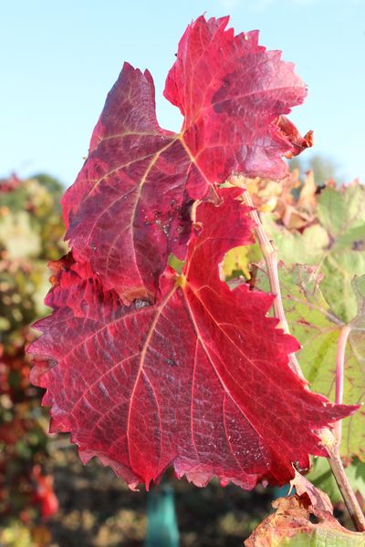 Fichier:Vignes coteaux du layon rochefort 2018 5209.jpg