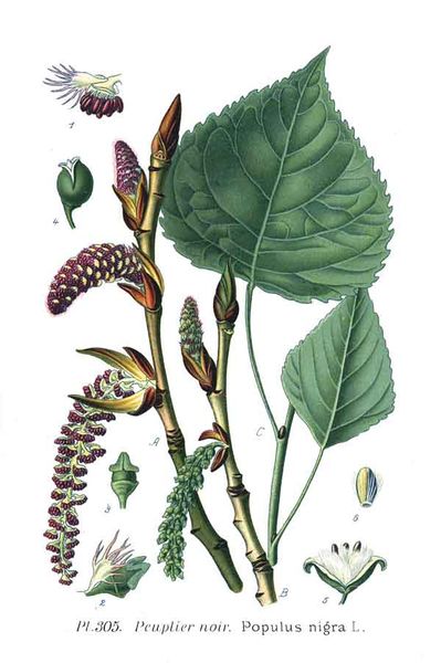 Fichier:Populus nigra - Masclef 1891.jpg