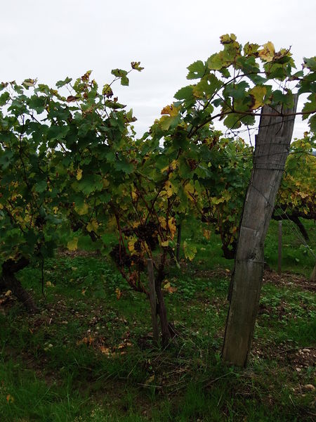 Fichier:Coteauxdulayon saintaubindeluigne 2013-4.jpg