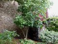 Juliomagus-17.jpg