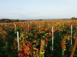Vignes sur les coteaux du Layon.