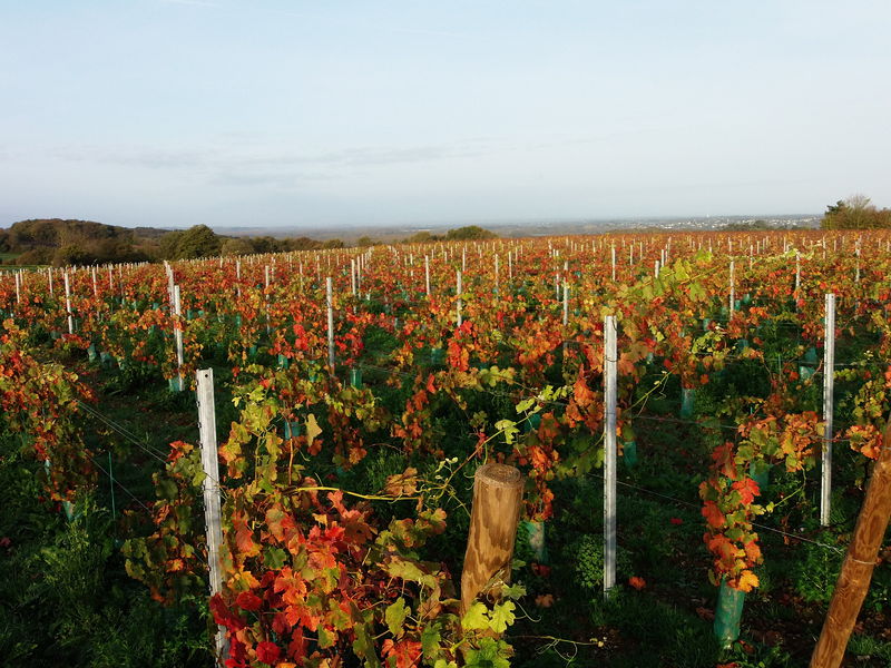 Fichier:Vignes en automne - 2015e.jpg